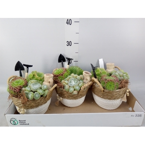 Arr.  Sempervivum L%