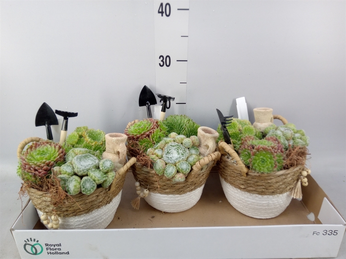 <h4>Arr.  Sempervivum L%</h4>