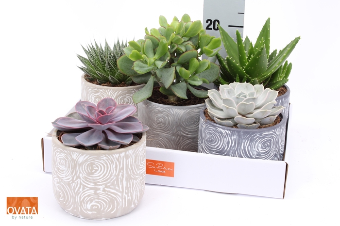 <h4>SUCC GEM 5 SRT</h4>