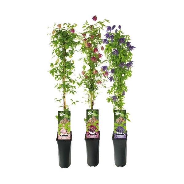 <h4>Mix CC Clematis Promo +light label</h4>