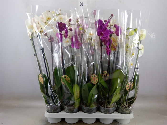 <h4>Phalaenopsis   ...mix  7</h4>