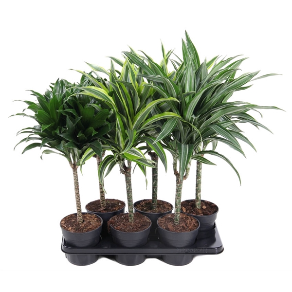 Mix Dracaena stam 30cm P15