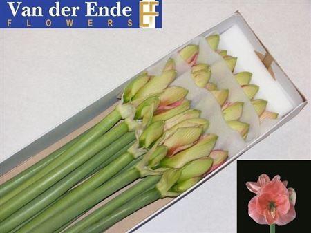 <h4>Hipp Ga Reve</h4>