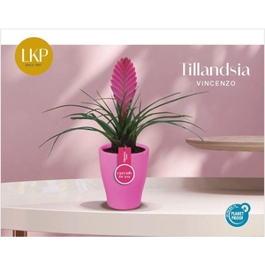Tillandsia Vincenzo Roze Carly