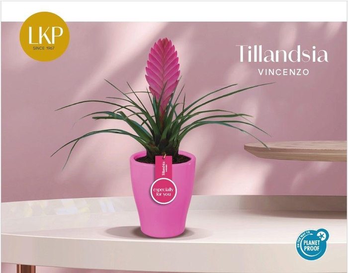 <h4>Tillandsia Vincenzo Roze Carly</h4>