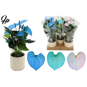 Anthurium 12 cm Make-Upz Blue Mix in Diamond Pearl Travertine ceramics