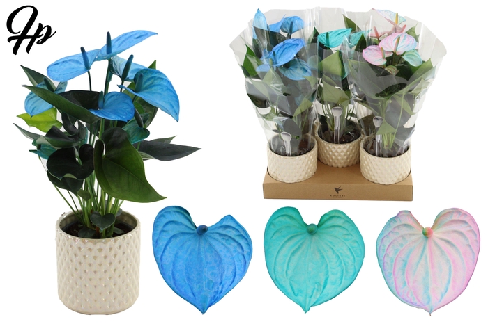 <h4>Anthurium 12 cm Make-Upz Blue Mix in Diamond Pearl Travertine ceramics</h4>