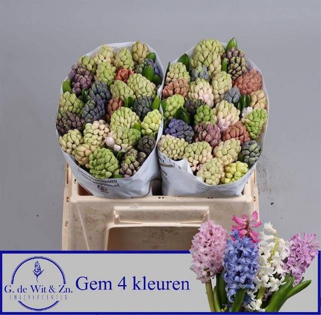 <h4>HYAC GEM 4 KLEUREN</h4>