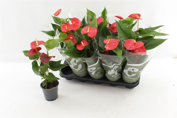 <h4>Anthurium (Andreanum Grp) Esudo</h4>