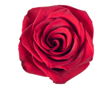 R Gr Explorer Red 60cm EC