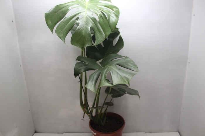 <h4>MONSTERA DELICIOSA P24</h4>