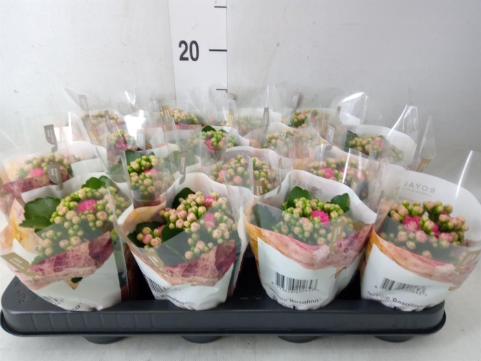 <h4>Kalanchoe blos. 'RosDon Nando'</h4>
