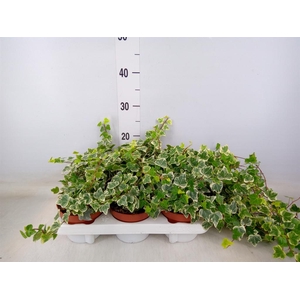 Hedera helix 'White Wonder'