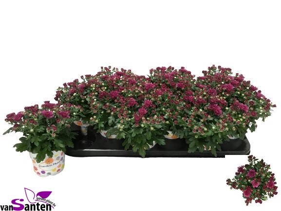 <h4>CHRY GARD DOU PURPLE</h4>