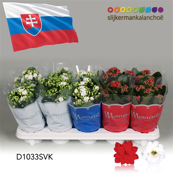 <h4>Kalanchoe Moments - Slovakia flag</h4>