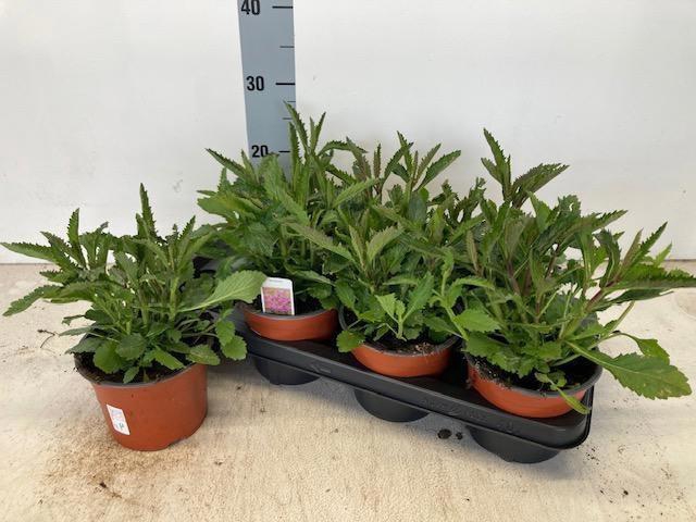 <h4>VERBE BONARIENSIS</h4>