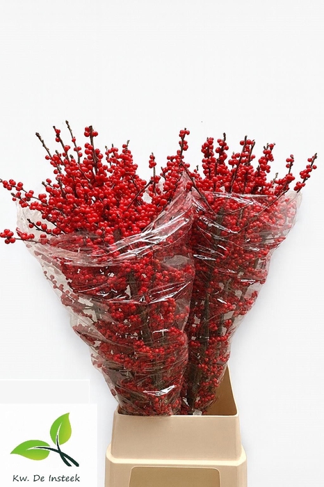 <h4>ILEX VE RODE BES</h4>