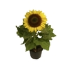 GIRASSOL MINI SUN BRIGHT P15