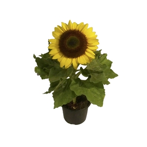 GIRASSOL MINI SUN BRIGHT P15