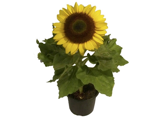 <h4>GIRASSOL MINI SUN BRIGHT P15</h4>