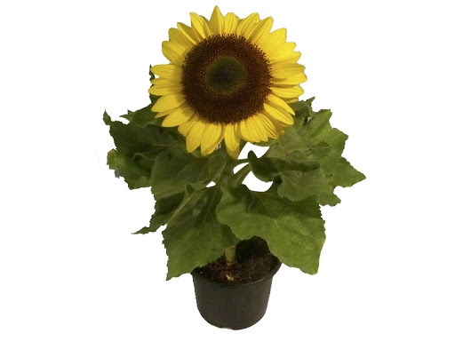 GIRASSOL MINI SUN BRIGHT P11