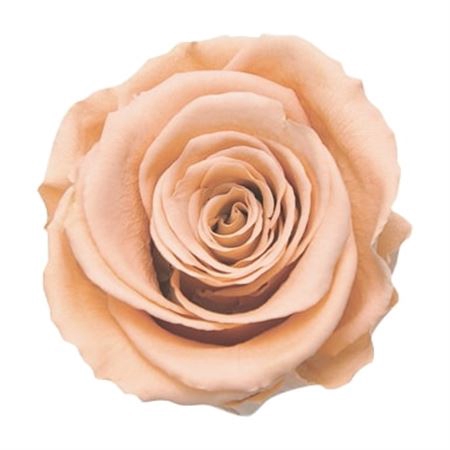<h4>PRESERVED ROSA LL PEA 01</h4>