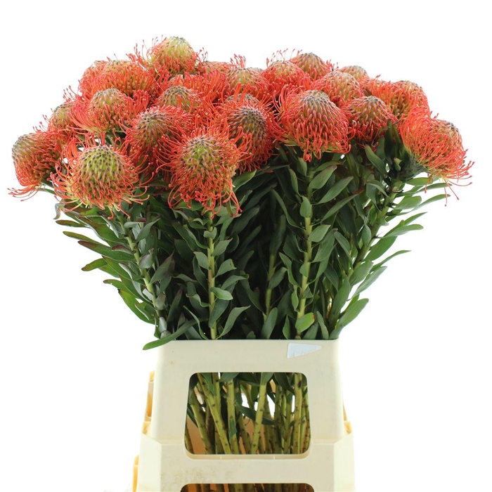 <h4>Leuco Co Succession</h4>