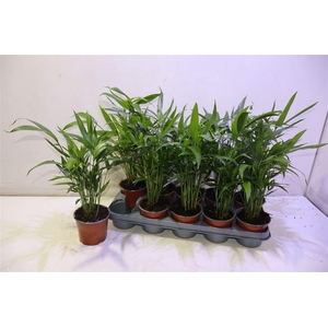 Chamaed Cataractarum