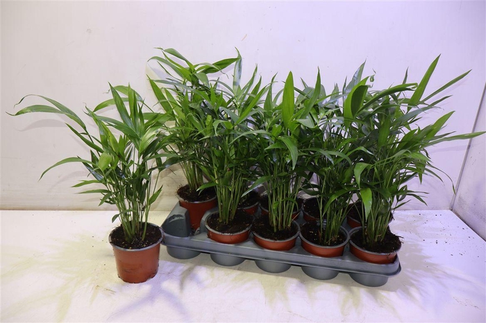 <h4>arr8 Chamaed Cataractarum</h4>