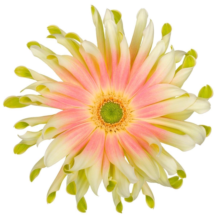 <h4>Gerbera Pasta Nabi Water</h4>