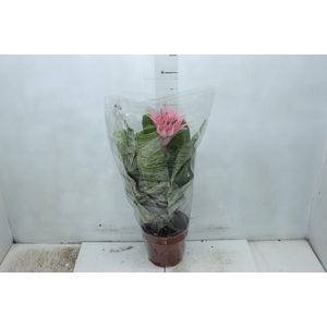 AECHMEA FASCIATA P17