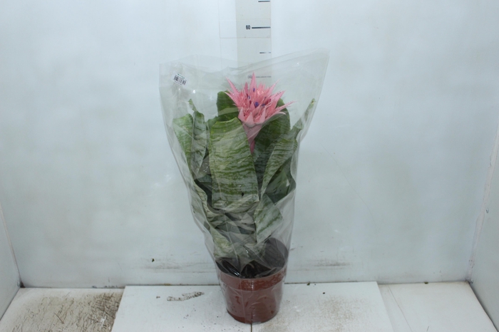 <h4>AECHMEA FASCIATA P17</h4>