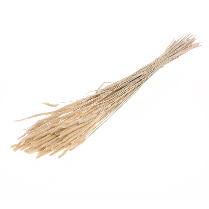 <h4>Phleum Semi Bleached</h4>