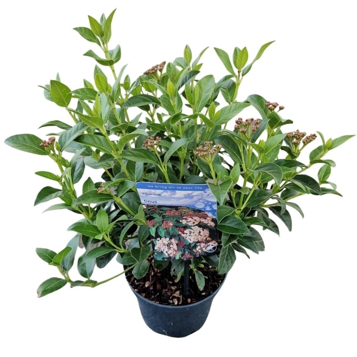 <h4>Viburnum tinus C2</h4>