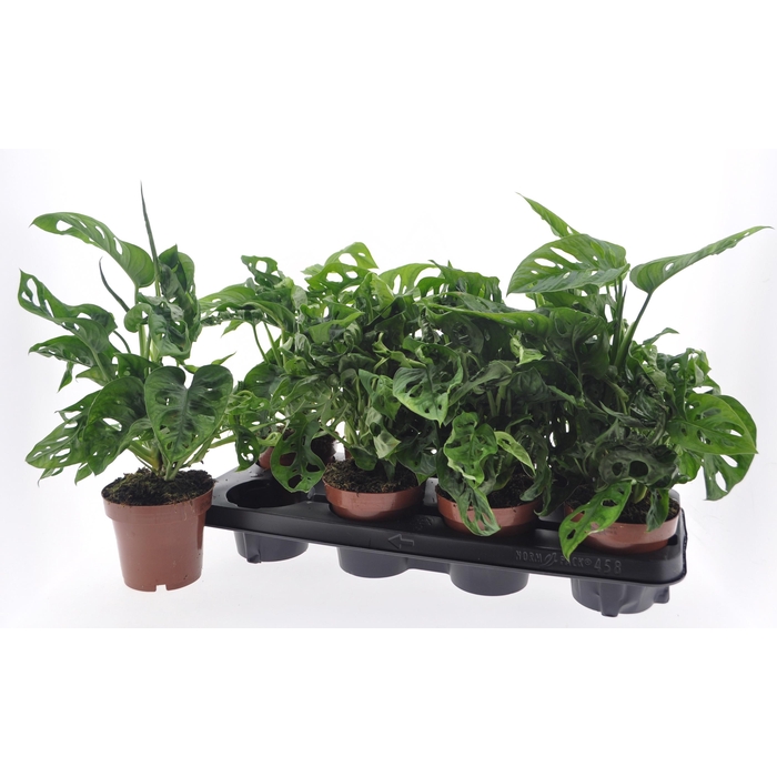 <h4>MONSTERA ADANSONII</h4>