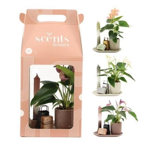 90642: Scents arrangement