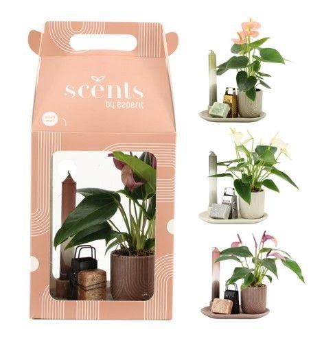 <h4>90642: Scents arrangement</h4>