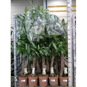 Pachira aquatica