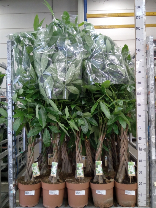 <h4>Pachira aquatica</h4>