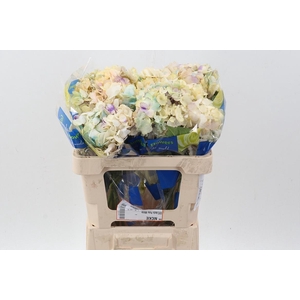 Hydr Acuarela Select