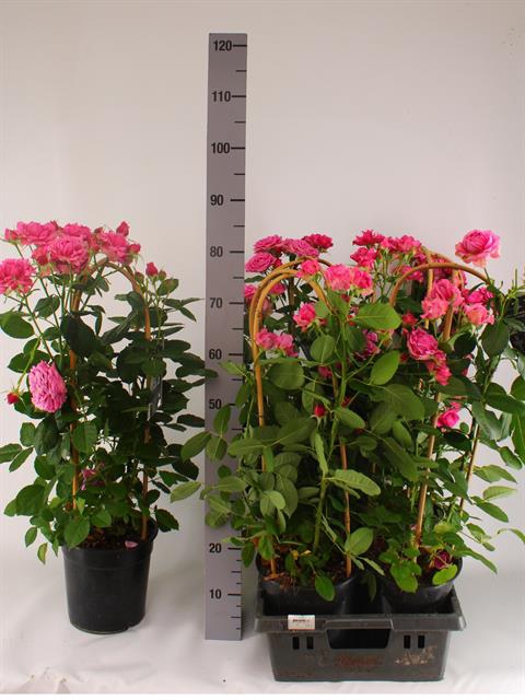 <h4>ROSA FL DIVA SELECT</h4>