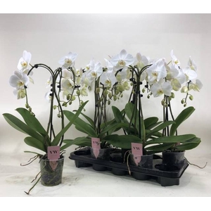 Phalaenopsis Anthura Leeds 12Ø 55cm 3st 18fl