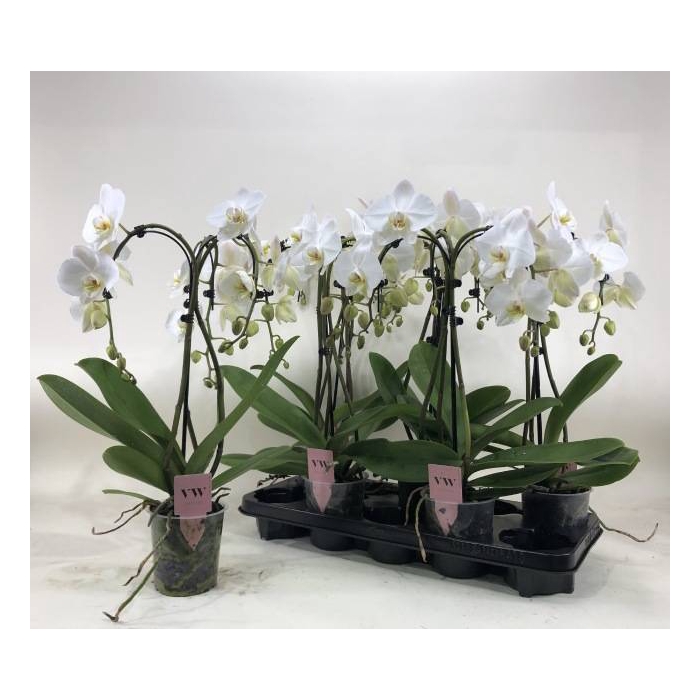 <h4>Phalaenopsis Anthura Leeds 12Ø 55cm 3st 18fl</h4>