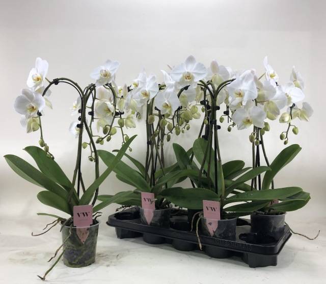 Phalaenopsis Anthura Leeds 12Ø 55cm 3st 18fl
