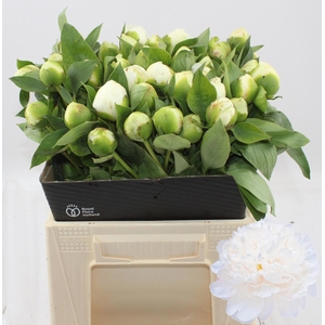 PAEO L BRIDAL SHOWER