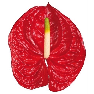 Anthurium andr. 'Eterno'