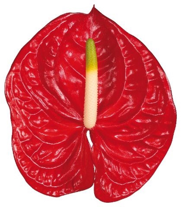 <h4>Anthurium andr. 'Eterno'</h4>