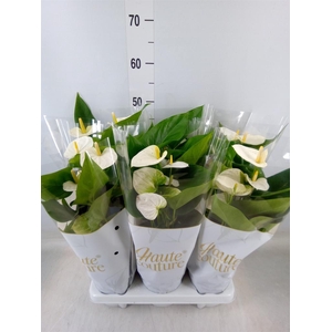 Anthurium andr. 'Cocos'