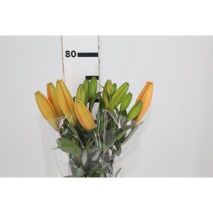 LIRIO HONESTY 080 CM HA 3/4 FLS