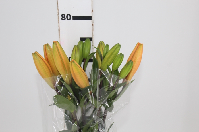 <h4>LIRIO HONESTY 080 CM HA 3/4 FLS</h4>